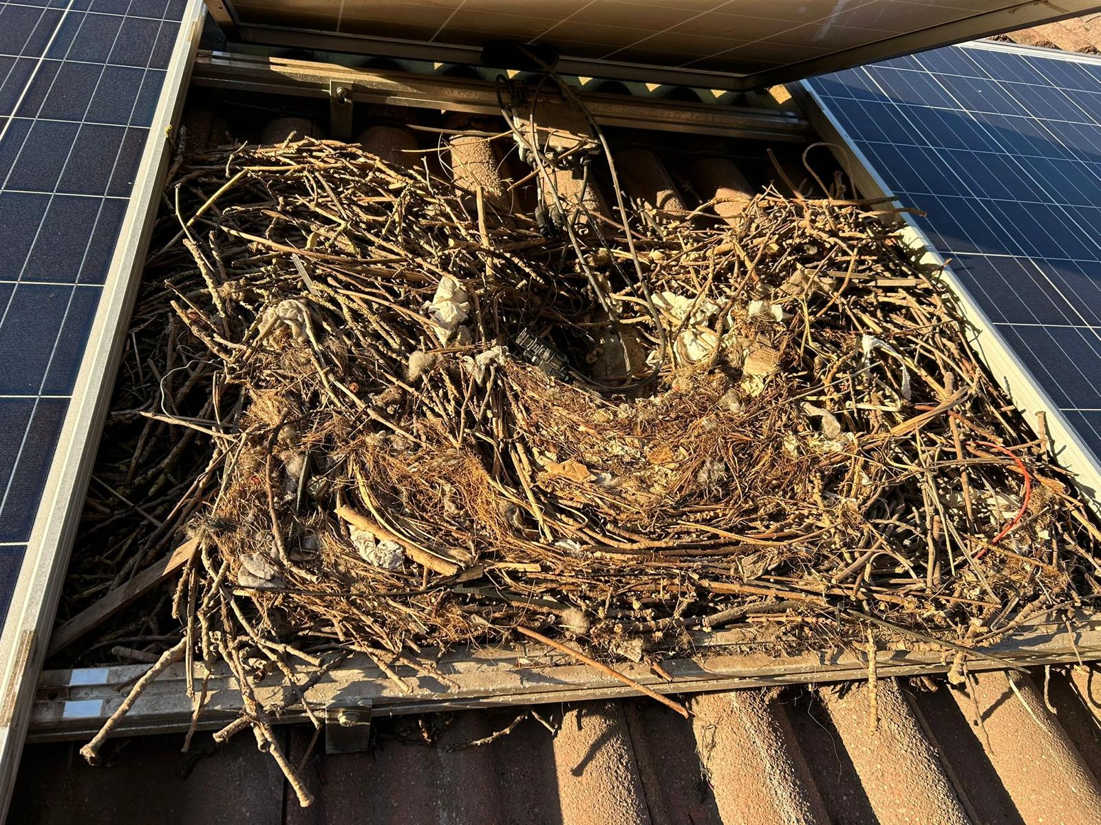 Door Solempower aangebrachte vogelwering onder zonnepanelen